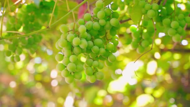 Les Raisins Blancs Juteux Poussent Gros Plan Dans Vignoble Sur — Video