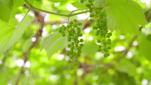 Unreife Grüne Trauben Die Auf Einem Traubenbaum Wachsen Großaufnahme Auf — Stockvideo