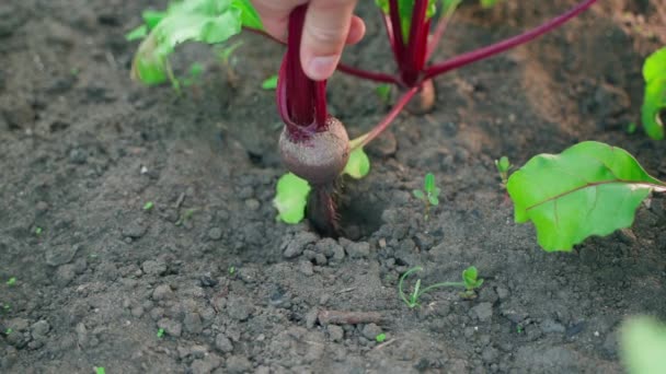 Genç Bir Kırmızı Pancar Kökü Yavaş Çekimde Sebze Bahçesinin Toprağından — Stok video