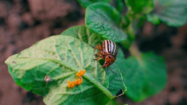 Close Adult Colorado Potato Beetle Eating Potato Leaves Oviposition Insect — Stock Video