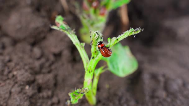 科罗拉多土拨鼠的幼虫吃着生长中土拨鼠的幼叶 幼小的昆虫破坏农作物 高质量的4K镜头 — 图库视频影像