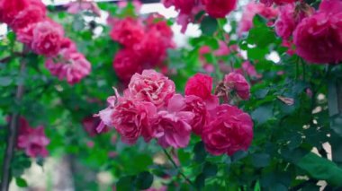 Güzel pembe güllerin yakın plan çekimleri sezonun sonlarına doğru bulanık bir arkaplanda kurumaya başlıyor. Yeşillik bir gül kabartması etrafında düzgün bir kamera hareketi. Yüksek kaliteli FullHD görüntüler