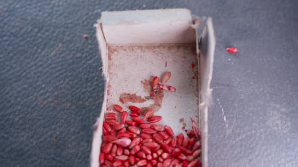 红毒小麦被倒入纸板箱的特写 用有毒化学品激活啮齿动物和控制害虫 毒杀老鼠 高质量的4K镜头 — 图库视频影像