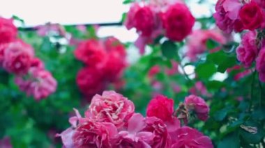 Rosary with beautiful pink roses in autumn close-up. Faded flowers. Smooth camera movement. High quality FullHD footage