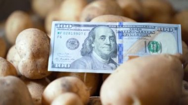 A hundred dollar bill lies on a white potato close-up. Smooth camera movement in the warehouse of vegetables. Sale of stocks of food from the cellar. Rising prices for agricultural products. High