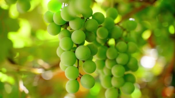 Green Growing Grapes Close Vineyard Smooth Parallax Unripe Bunch Grapes — Stock videók