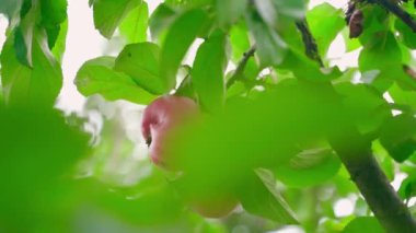 Red apples grow on a tree close-up, bottom view. Smooth camera movement. High quality FullHD footage