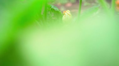 Young growing zucchini in the garden close-up. Smooth camera movement on a plantation with vegetables. High quality FullHD footage