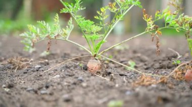 Growing carrots in the ground close-up on a blurred background. Ripe orange roots in the garden soil. Smooth camera movement. Yellowed foliage from pests. High quality FullHD footage