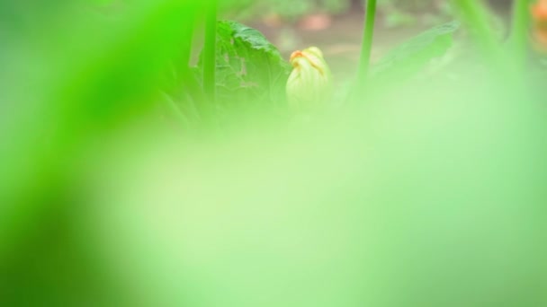 在花园里种植着年轻的杜鹃 用蔬菜在种植园上平稳地移动相机 优质Fullhd影片 — 图库视频影像