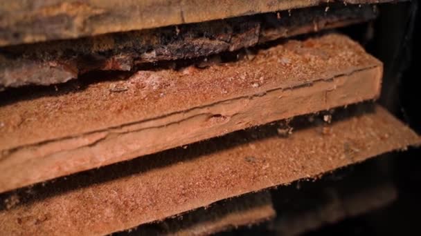 Oak Boards Affected Pests Warehouse Close Termites Shipworm Ate Wooden — Vídeo de Stock
