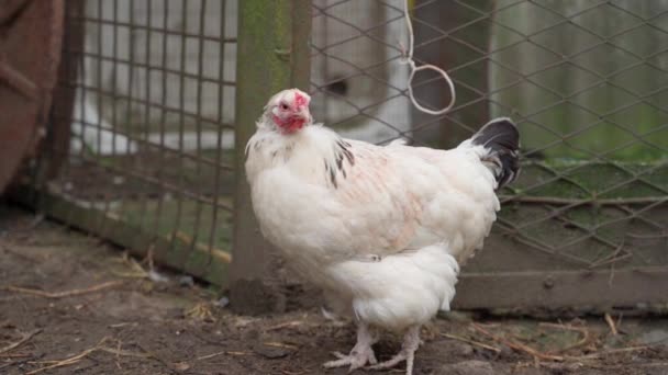 White Chicken Stands Street Close Chicken Turns Its Head High — Vídeo de stock