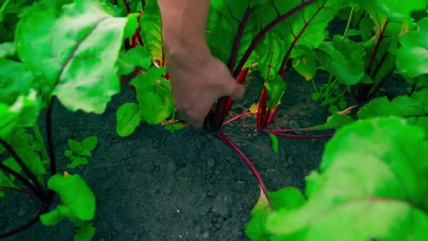Рука Вытаскивает Молодую Красную Свеклу Земли Крупным Планом Кровать Выращиванием — стоковое видео
