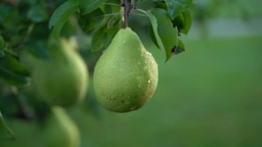 A growing pear tree in drops of water after rain hangs on a tree in the evening sunset lighting close-up on a blurred background. Smooth parallax around growing fruit in the garden. High quality