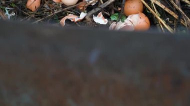 Egg shells and other food and agricultural waste from human activity on compost heap close-up.Smooth appearance of biodegradable organic waste in frame.Production of natural fertilizer for garden soil