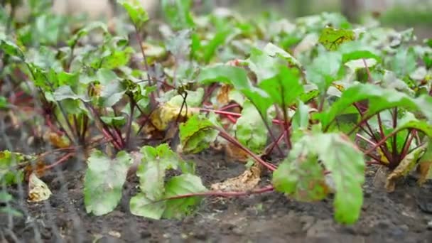 Bed Growing Red Beets Fence Smooth Camera Movement Chain Link — Stock Video