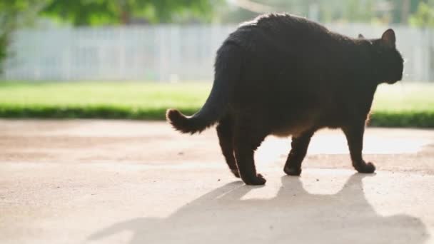 Camera Follows Black Cat Walking Sunny Weather Chasing Fat Cat — Stockvideo