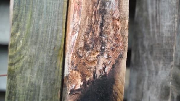 Old Wooden Boards Affected Fungus Mold Close Street Construction Waste — Video Stock