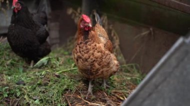 Domestic rural chickens close-up. Beautiful brown hen. Smooth camera movement. High quality FullHD footage