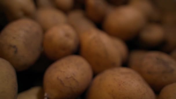 一张一百美元的钞票放在一座座灯火通明的土豆山上 农产品价格上涨 冬天的蔬菜仓库 市场上的粮食换贸易 高质量的 — 图库视频影像