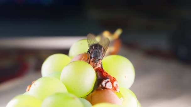 Fly Drinks Spoiled White Grapes Close Large Housefly Feeds Berries — Vídeo de Stock