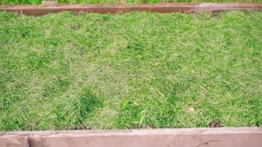 A neat, well-groomed garden bed is covered with mulch from freshly cut green grass. Application of mulching technology in the garden. Smooth camera movement. High quality FullHD footage