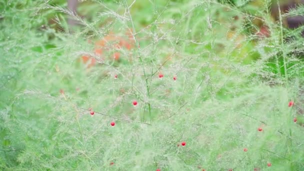 Food Asparagus Blooms Late Season Red Berries Smooth Camera Movement — Stock video