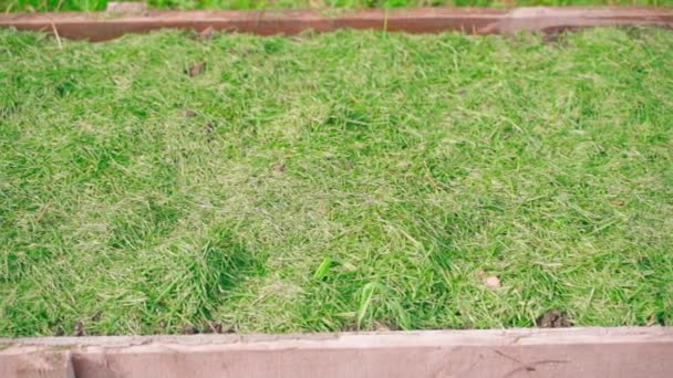 清楚で手入れの行き届いた庭のベッドは 新鮮な切り取られた緑の草で覆われています 庭でのマルチ技術の適用 滑らかなカメラの動き 高品質のフルHd映像 — ストック動画