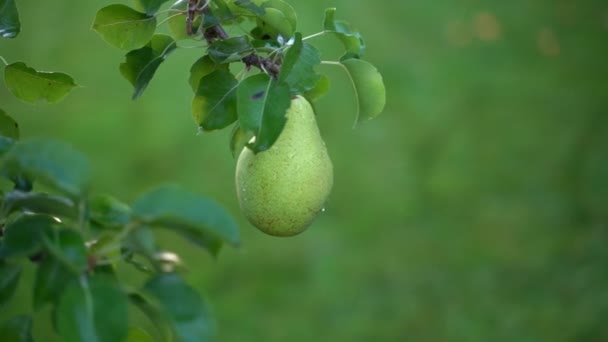 Smooth Parallax Pear Tree Rain Juicy Green Pear Water Drops — Stockvideo