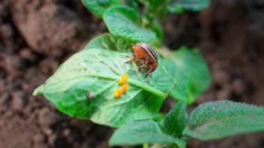 Close-up of an adult Colorado potato beetle eating potato leaves after oviposition. Yellow pest eggs on crops. High quality 4k footage