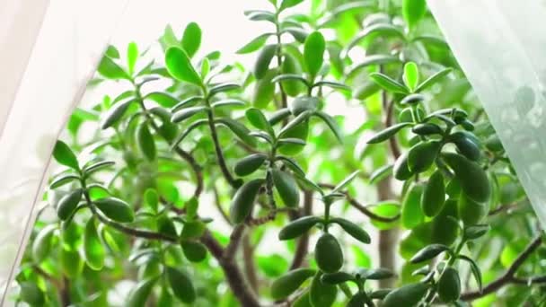 Φυτό Κράσουλα Στο Περβάζι Του Παραθύρου Πίσω Από Ένα Κοντινό — Αρχείο Βίντεο