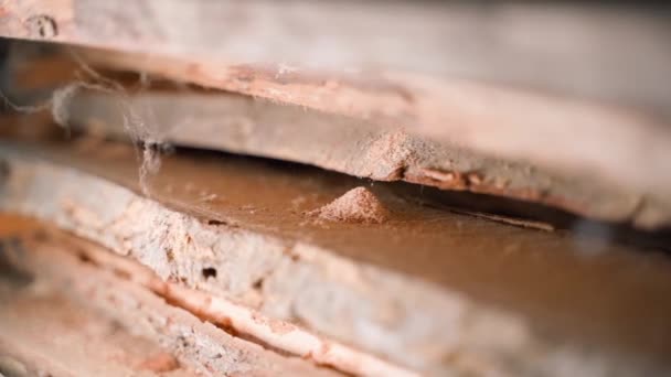 Wood Warehouse Eaten Insect Pests Pile Sawdust Shavings Shipworm Damaged — Vídeo de Stock