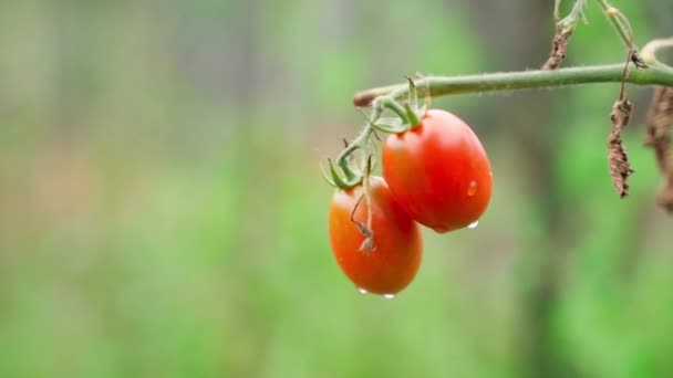 Two Small Red Tomatoes Water Drops Close Blurred Background Growing — Stockvideo