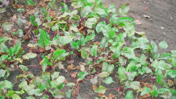 Top View Garden Bed Growing Red Beets Smooth Camera Glide — Vídeo de Stock