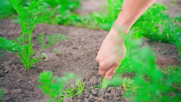 Hand Pulls Young Small Carrot Garden Bed Soil Flying Whiteflies — Vídeo de stock