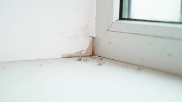 Chipped Piece Putty Corner Window Slope Close Corrosion Wall Places — Wideo stockowe