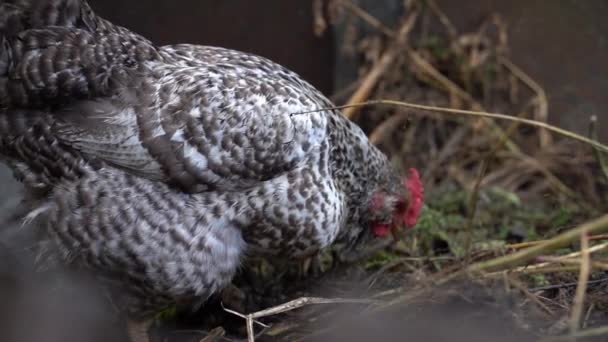 Close Speckled Hen Digs Compost Heap Chickens Run Street High — Vídeo de Stock