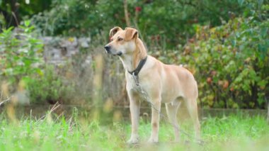 A young guard dog of a light brown color on a chain stands close-up. Smooth camera movement. High quality FullHD footage