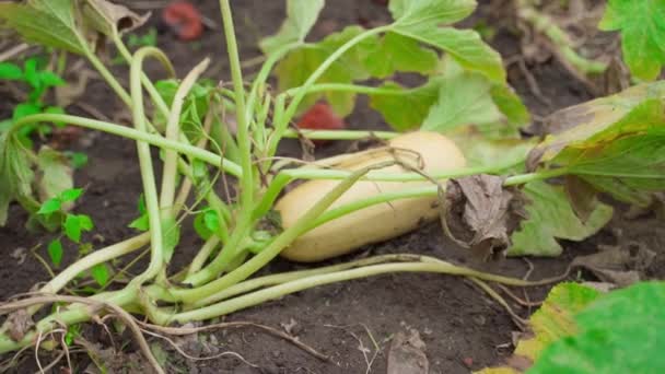 Yellow Zucchini Growing Garden Close Smooth Parallax High Quality Fullhd — Vídeos de Stock