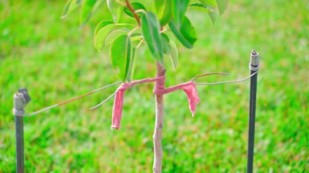 Young Tree Seedling Tied Rope Close Green Lawn Smooth Camera — Vídeo de Stock