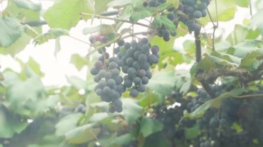 Clusters of blue grapes grow in the vineyard, view through the window. Smooth camera movement. High quality FullHD footage