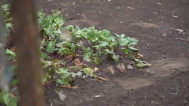 Someone elses garden behind the fence. Smooth camera movement along the fence from the garden bed with growing red beets. High quality FullHD footage