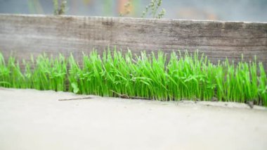 Bright juicy green grass sprouted from a crack in the concrete close-up. Saturated green sprouts in water drops, smooth parallax. Nature breaks through barriers. High quality FullHD footage