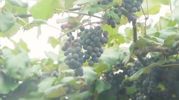 Clusters Blue Grapes Grow Vineyard View Window Smooth Camera Movement — Video Stock