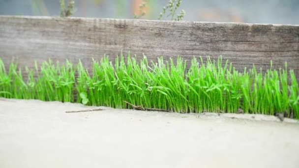 Bright Juicy Green Grass Sprouted Crack Concrete Close Saturated Green — Wideo stockowe