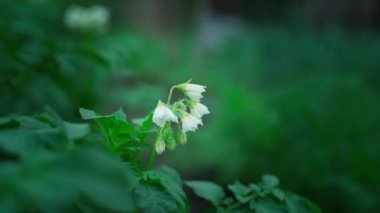 White flowering potato close-up on a blurred background. Plantation with growing potatoes during flowering. Fat gloomy weather in the evening. High quality FullHD footage