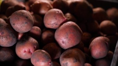 Red potatoes close-up in the cellar, smooth motion.Stocks of high-calorie vegetables in the warehouse in winter. High quality FullHD footage