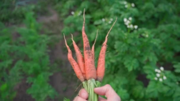 Hand Carries Freshly Picked Carrot Close Backdrop Vegetable Garden High — Vídeo de stock