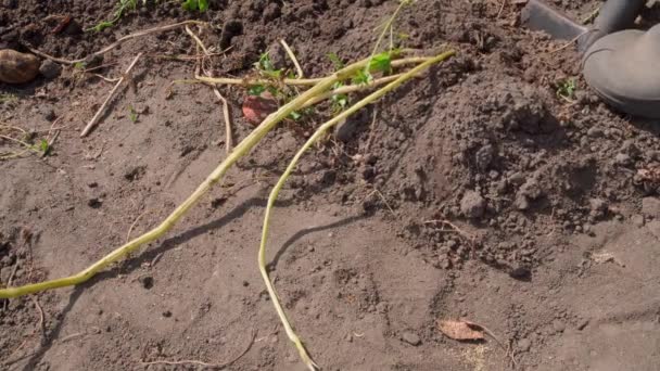 Very Poor Harvest White Potatoes Shovel Digs Potato Tubers Garden — Stok video