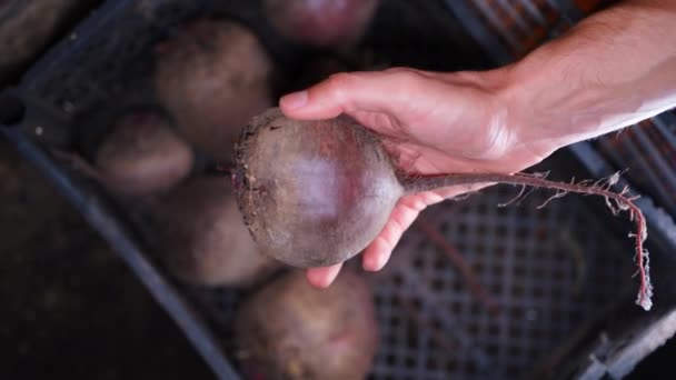 Hand Picks Red Beets Box Cellar Close Remains Homemade Vegetables — Stock video